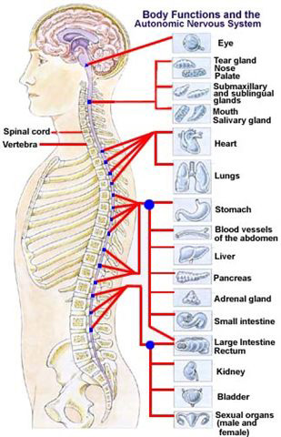 Spinal Vertebrae Diagram